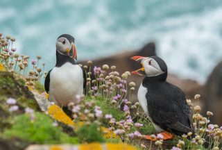 Fina lunnefåglar på Cliffs of Mother på Irland