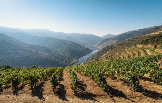 pinhao, portugal, vinodling