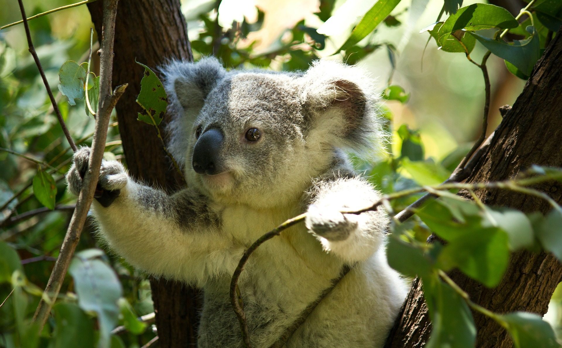 Koala i Eukalyptus skog