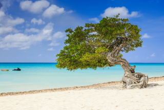 Aruba tree