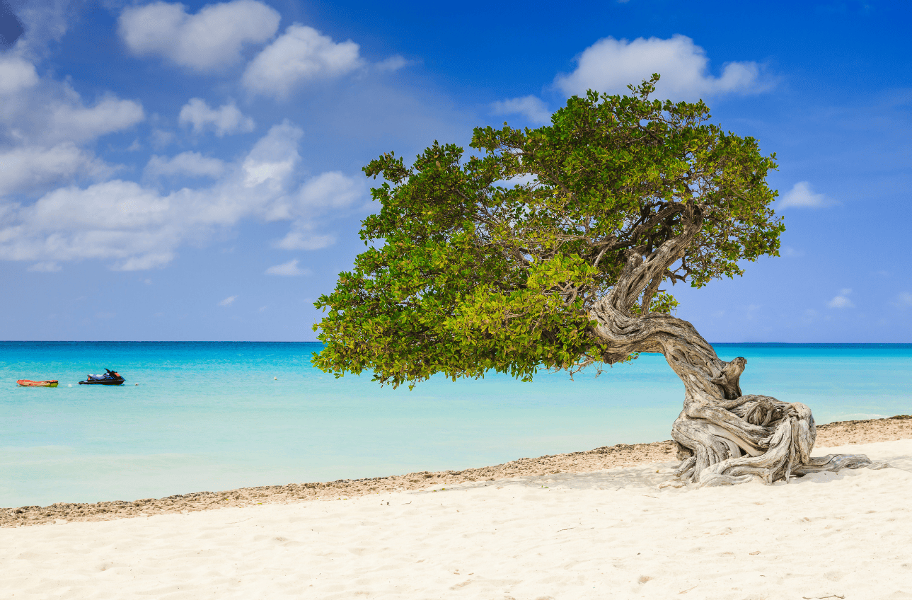 Aruba tree