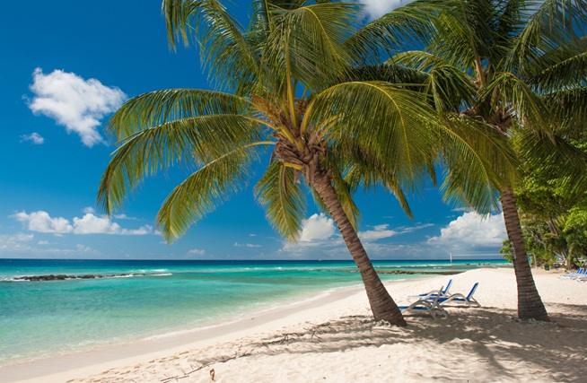 Barbados strand och palmer
